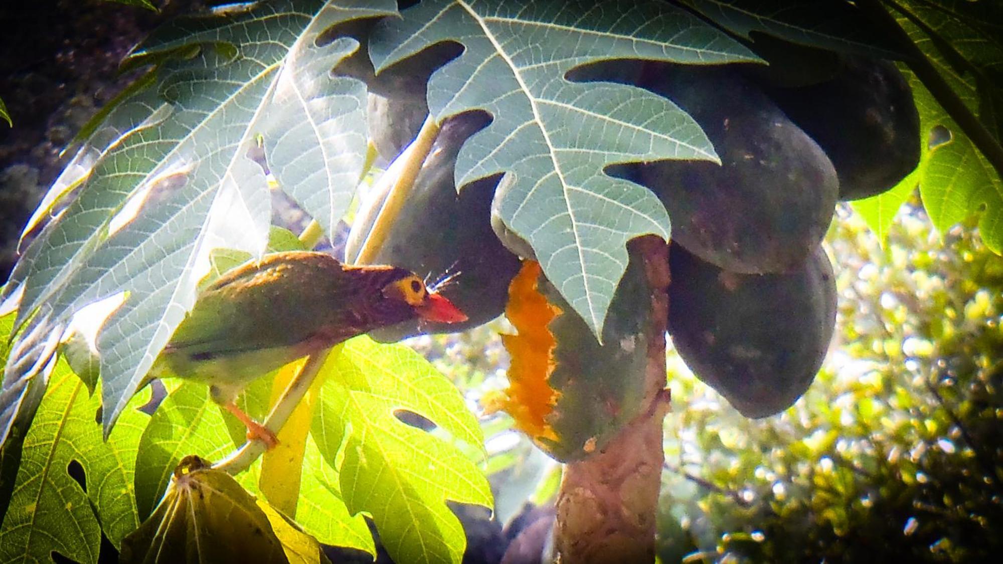 Singharaja Garden Agro Eco Lodge Pelawatta  Exteriér fotografie
