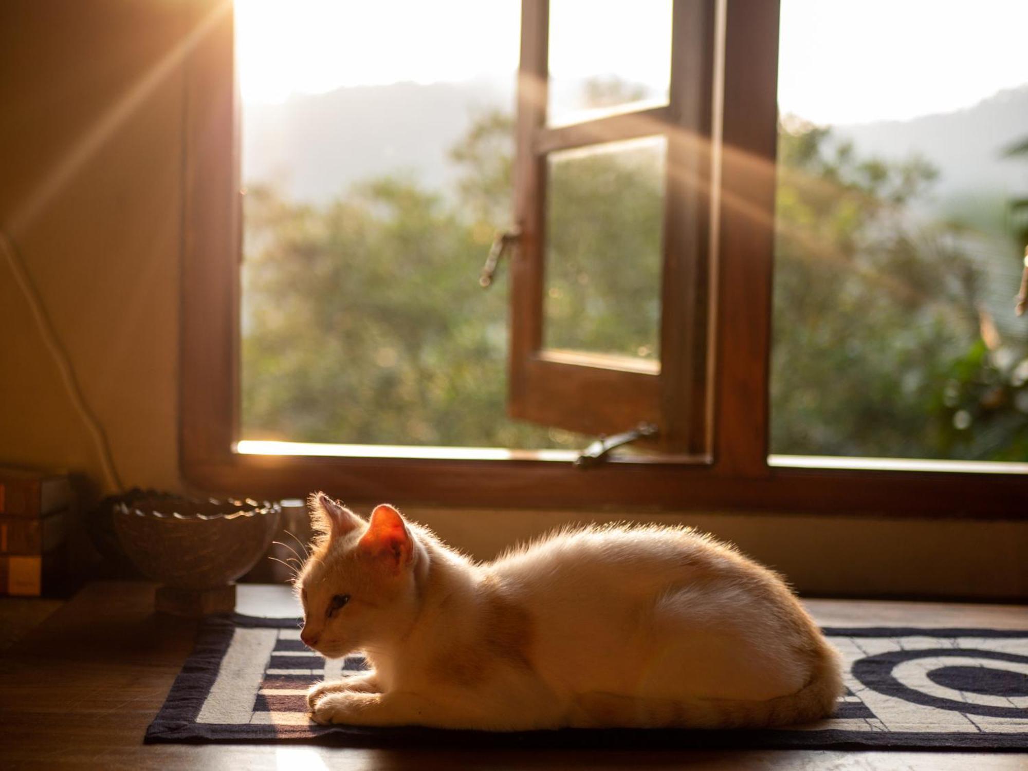 Singharaja Garden Agro Eco Lodge Pelawatta  Exteriér fotografie